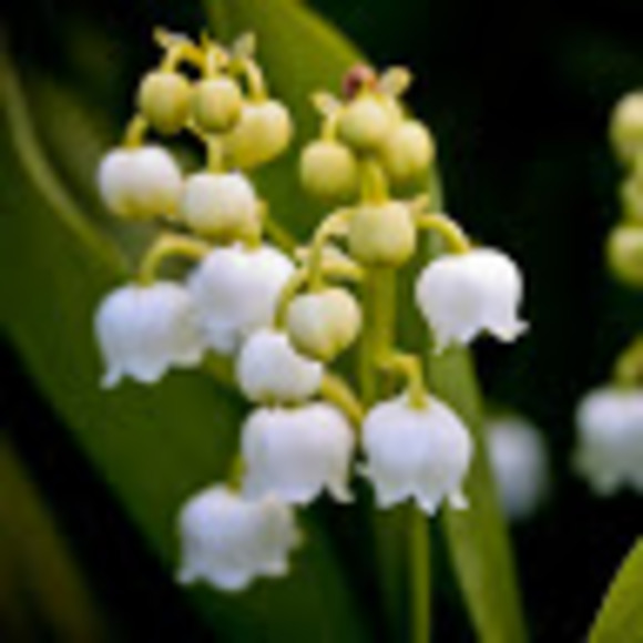 Meet your Posher, Jessica - Picture 1 of 1